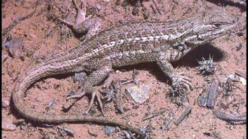 Sagebrush Lizard