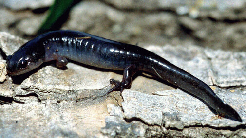 Smallmouthed Salamander