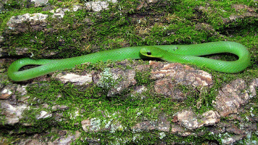 Smooth Green Snake