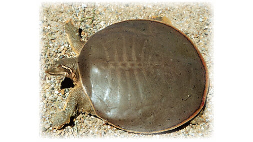 Smooth Soft Shell Turtle