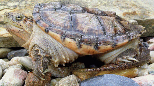 Snapping Turtle