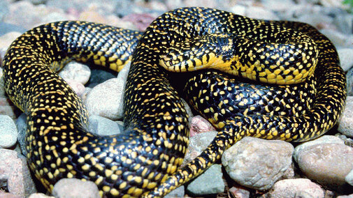 Speckled King Snake