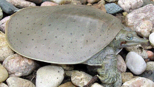 Spiny Soft Shell Turtle