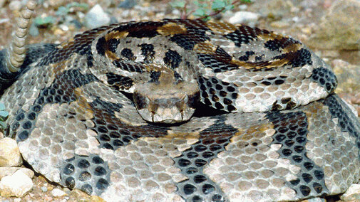 Timber Rattlesnake, Venomous