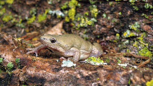  Western Narrow-mouthed Toad 