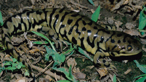 Western Tiger Salamander