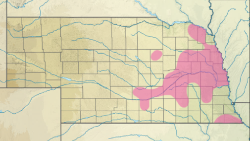 Northern Prairie Skink