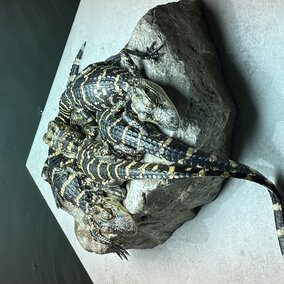 American Alligator Study