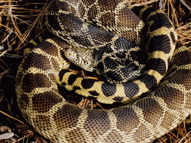 Bull snake