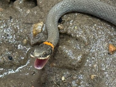 Deming Ringneck
