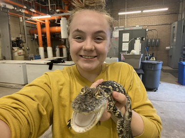 Student (Jordan Wattles)with one of her American Alligators in her operant conditioning study