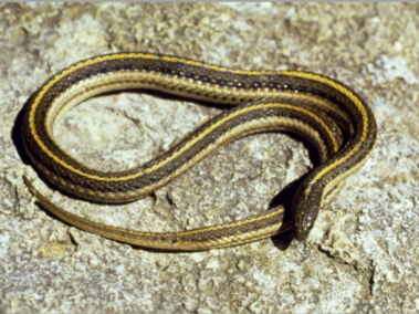 Lined Snake