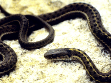 Terrestrial Garter Snake