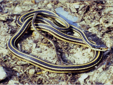 Western Ribbonsnake