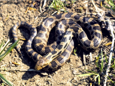 Western Fox Snake