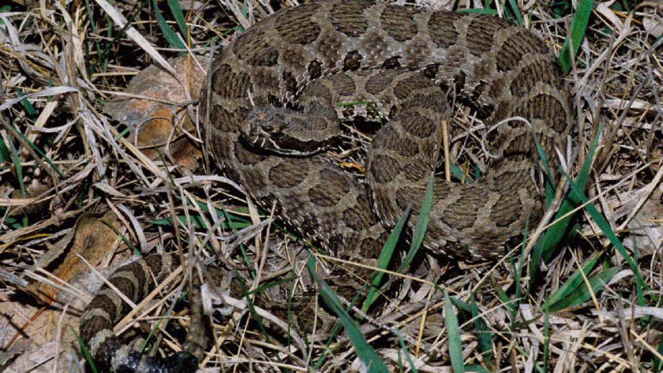 Western Massasauga Rattlesnake - Venomous