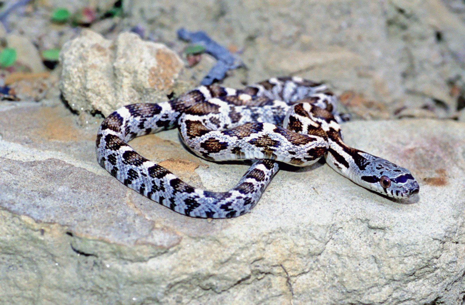 Black Rat Snake Young Image